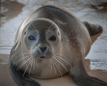 Close-up portrait of a seal