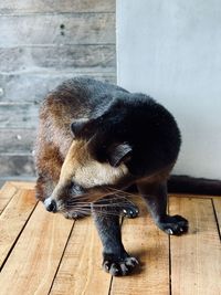 Monkey sitting on wood against wall