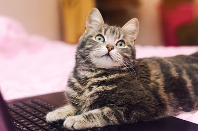 Gray cat at notebook on a pink background