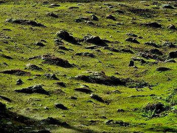 Full frame shot of green field