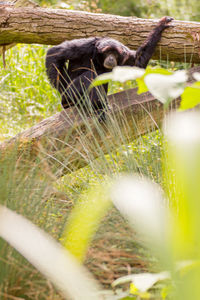 Close-up of lizard on grass