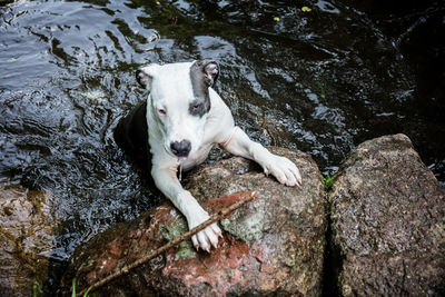 High angle view of dog on rock by lake