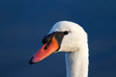 Close-up of swan