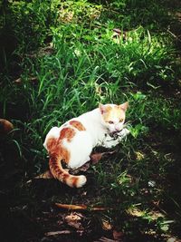 High angle view of cat on grass