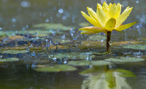 water