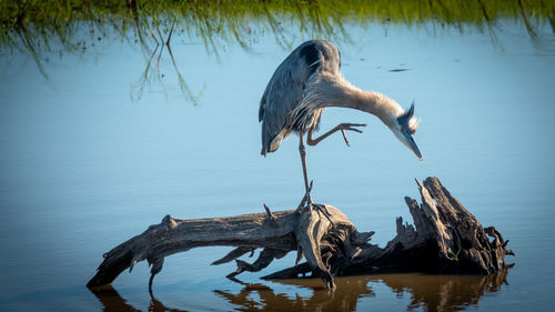 View of a bird flying over lake