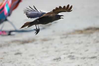 Close-up of bird flying over sea