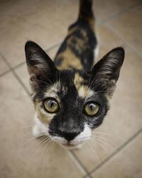 Close-up portrait of cat