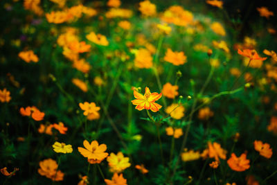 Close-up of yellow flower blooming in field