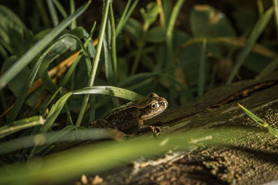 Close-up of frog on land