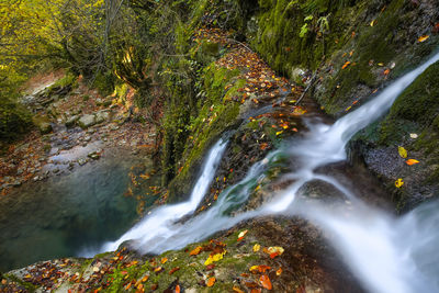 Scenic view of waterfall in forest