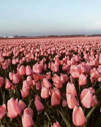 Close-up of pink flowering plants on field against sky