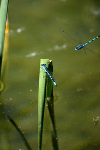 Close-up of damselfly on wet plant