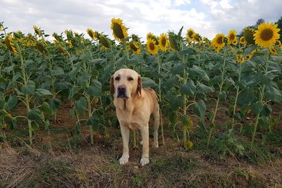 Dog on field against sky