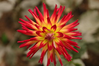 Close-up of red flower