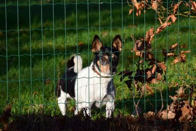 Dog on grass