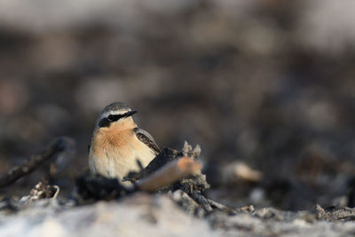 Close-up of bird perching on a field