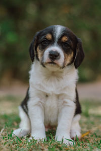 Portrait of puppy sitting on field