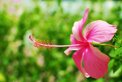 Close-up of pink hibiscus blooming outdoors