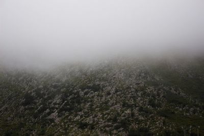 Trees in foggy weather