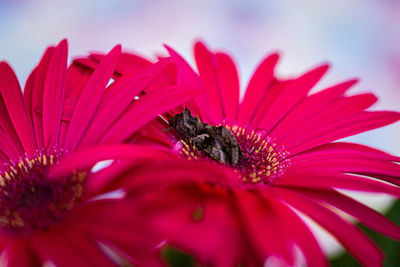 Close-up of pink flower