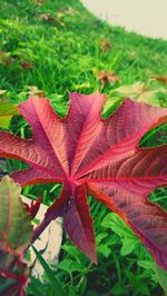 Close-up of leaves