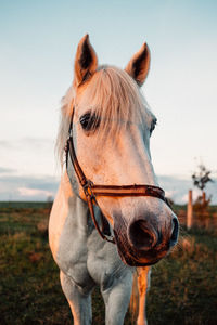 Portrait of horse on field