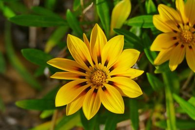 Close-up of yellow flowering plant