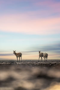 Side view of horses on field against sky during sunset