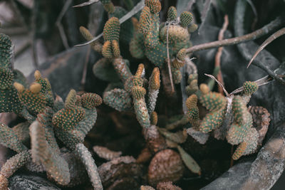 Close-up of succulent plant