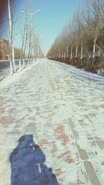 Empty road along bare trees