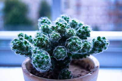 Close-up of succulent plant in pot