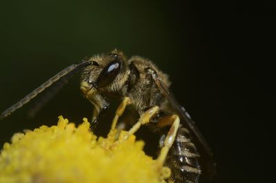 Close-up of bee pollinating on flower