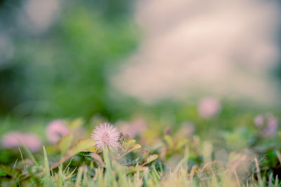 Close-up of dandelion flower on field