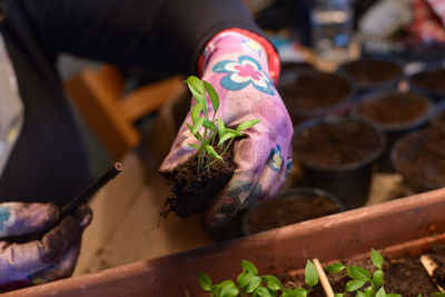 Cropped image of gardener working on potted plants