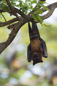 Low angle view of bird on branch