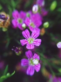 Close-up of pink flowers