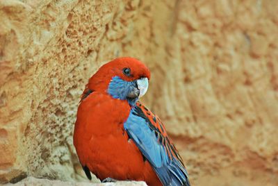 Close-up of parrot