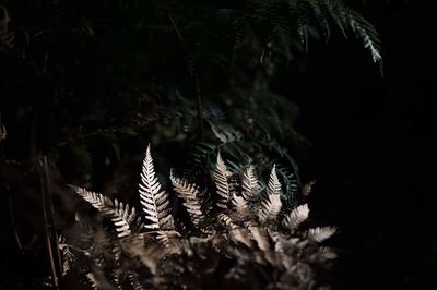 Close-up of snake on tree at night