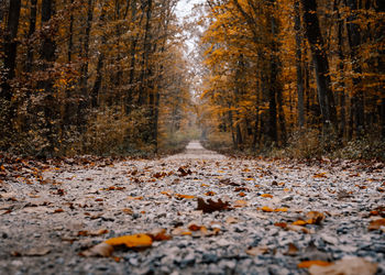 Surface level of road amidst trees in forest during autumn