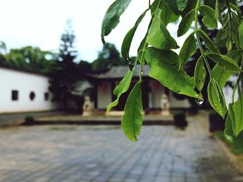 Close-up of leaves on tree