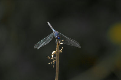 Close-up of dragonfly on twig