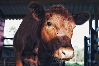 Close-up portrait of cow standing in shed