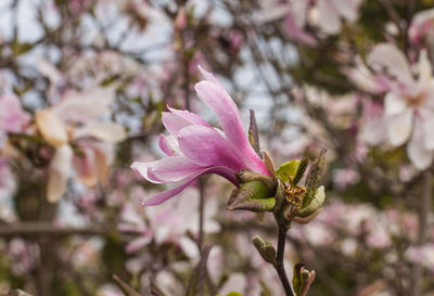 Close-up of purple flower