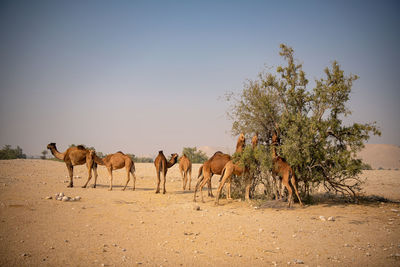 Exterior view of camel herd moving in barren land drought in desert