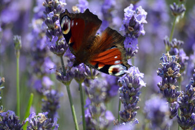 Butterfly pollinating on purple flower