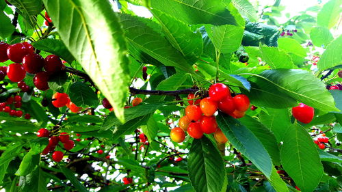 Close-up of red leaves