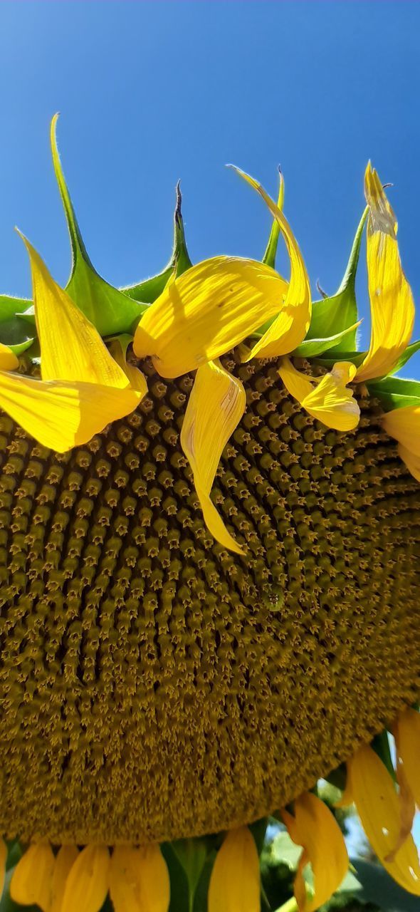 CLOSE-UP OF YELLOW SUNFLOWER AGAINST SKY