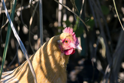 Close-up of rooster