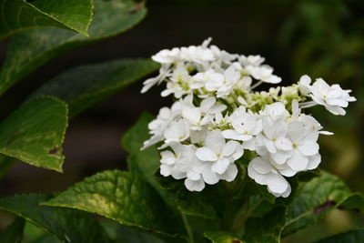 Close-up of white flowering plant